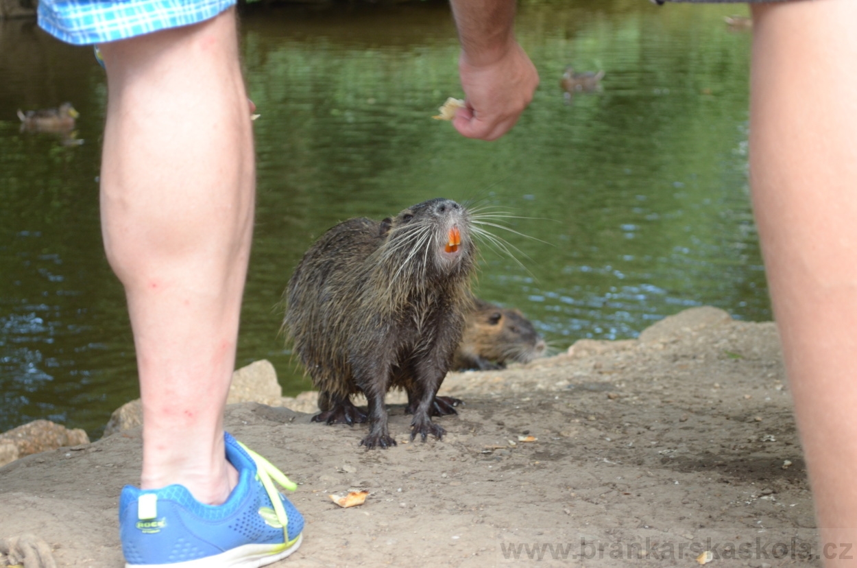 BFŠJCH - Léto 2015 - 19.7.2015