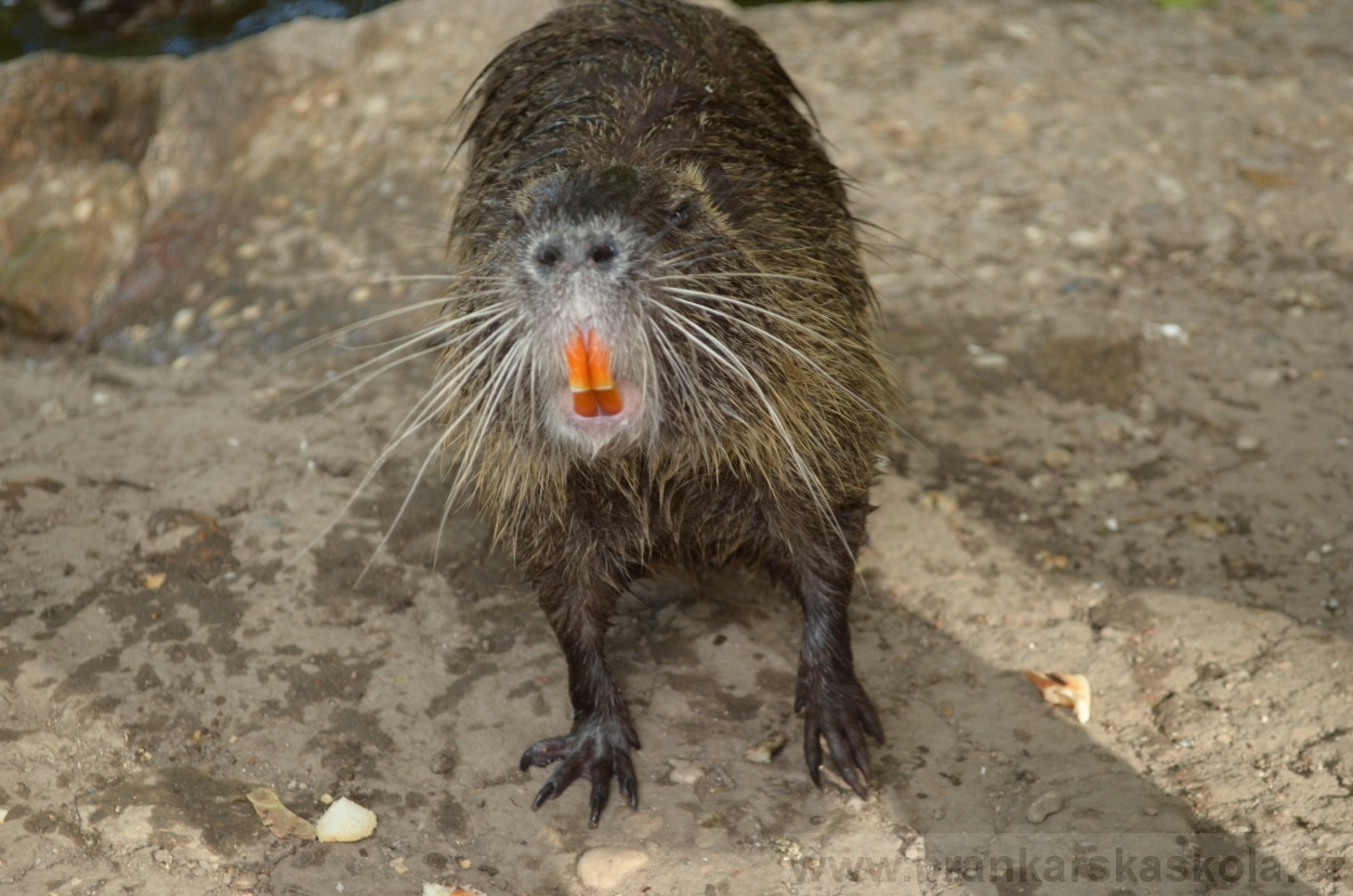 BFŠJCH - Léto 2015 - 19.7.2015