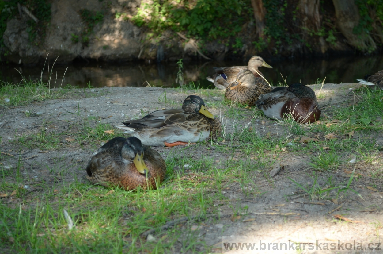 BFŠJCH - Léto 2015 - Středa 26.8.2015