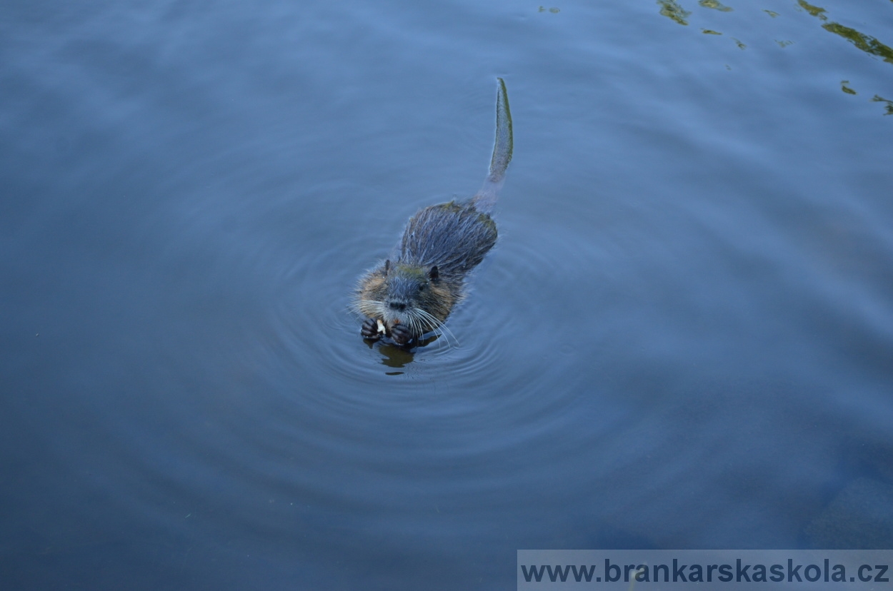BFŠJCH - Léto 2015 - Středa 26.8.2015