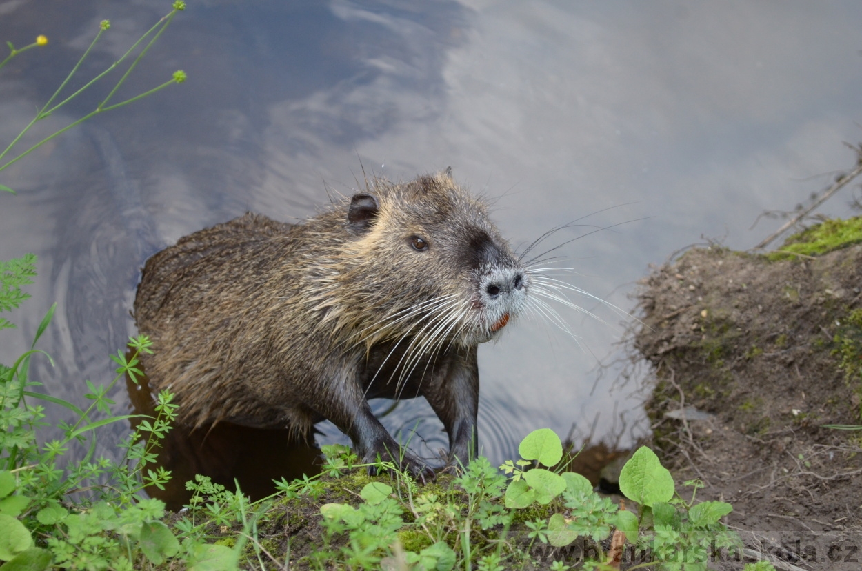 BFŠJCH - Léto 2016 - 1.8.2016