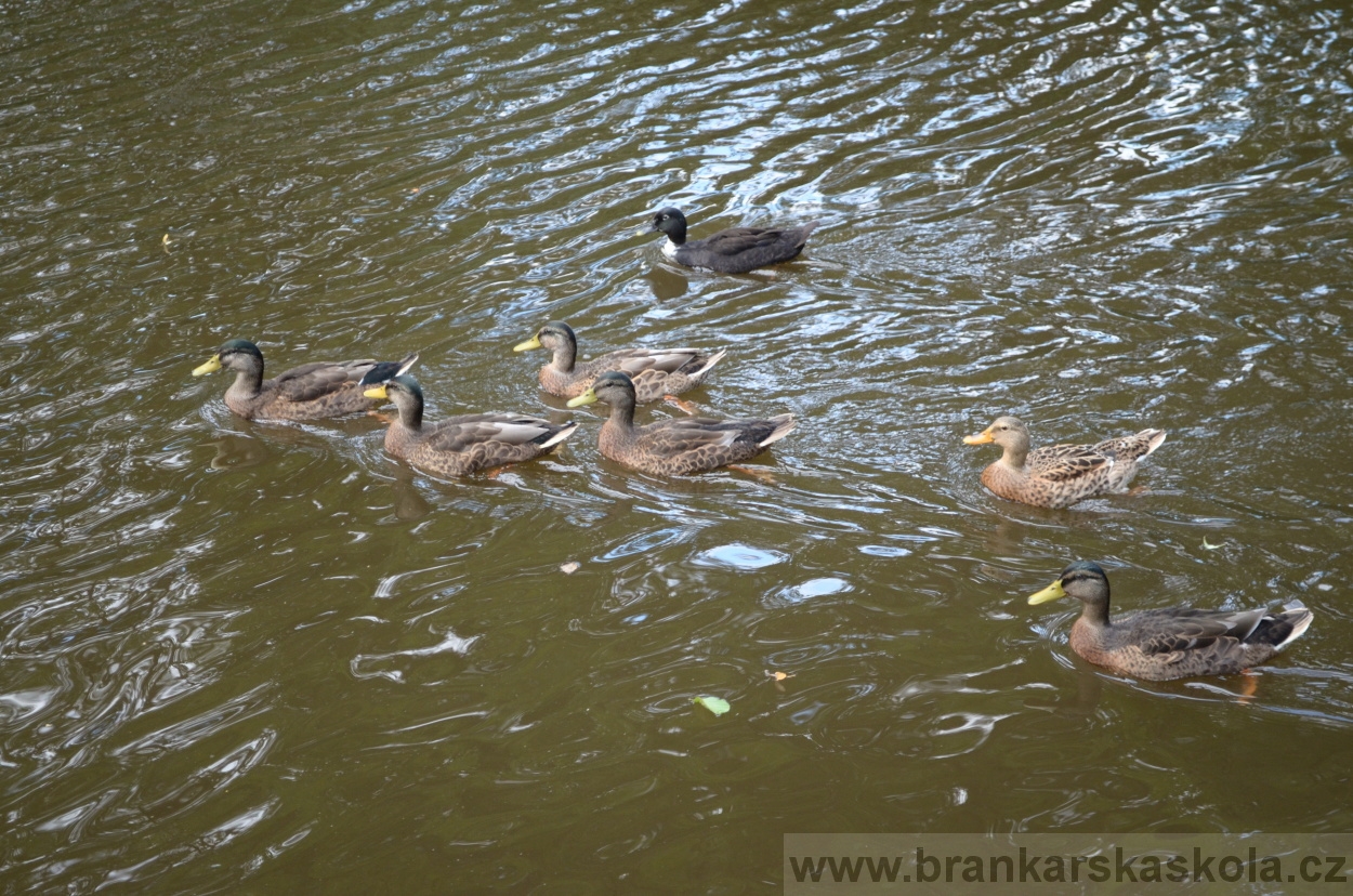 BFŠJCH - Léto 2016 - 1.8.2016