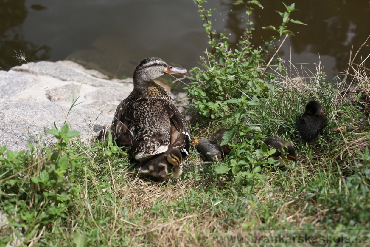 BFŠJCH - Léto 2017 - 29.7.2018