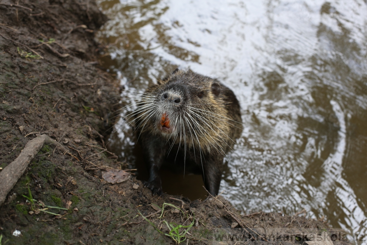 BFŠJCH - Léto 2017 - 29.7.2018