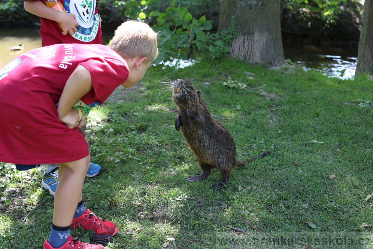 BFŠJCH - Léto 2017 - 29.7.2018
