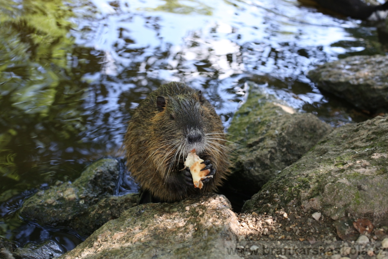 BFŠJCH - Léto 2017 - 29.7.2018