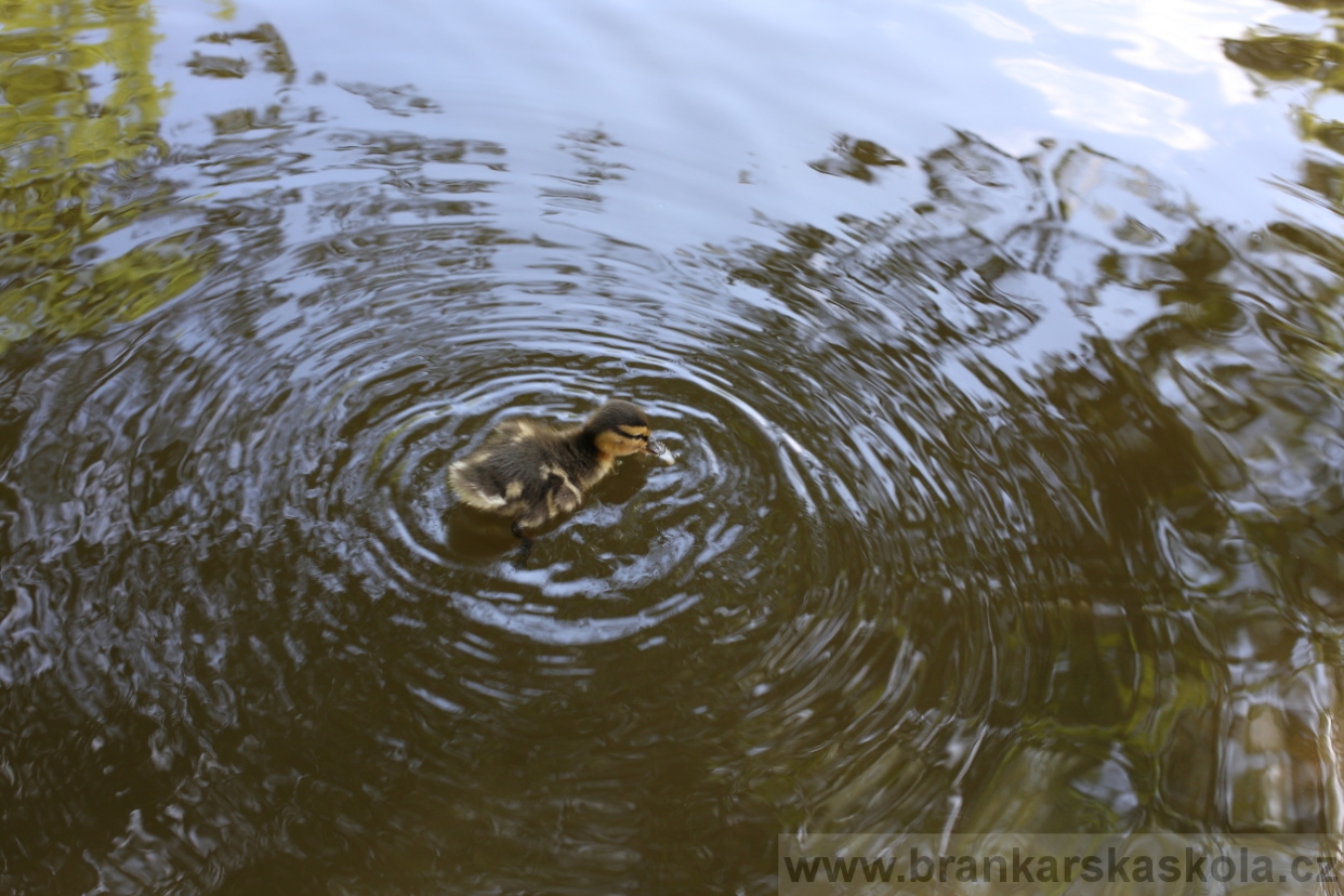 BFŠJCH - Léto 2017 - 29.7.2018