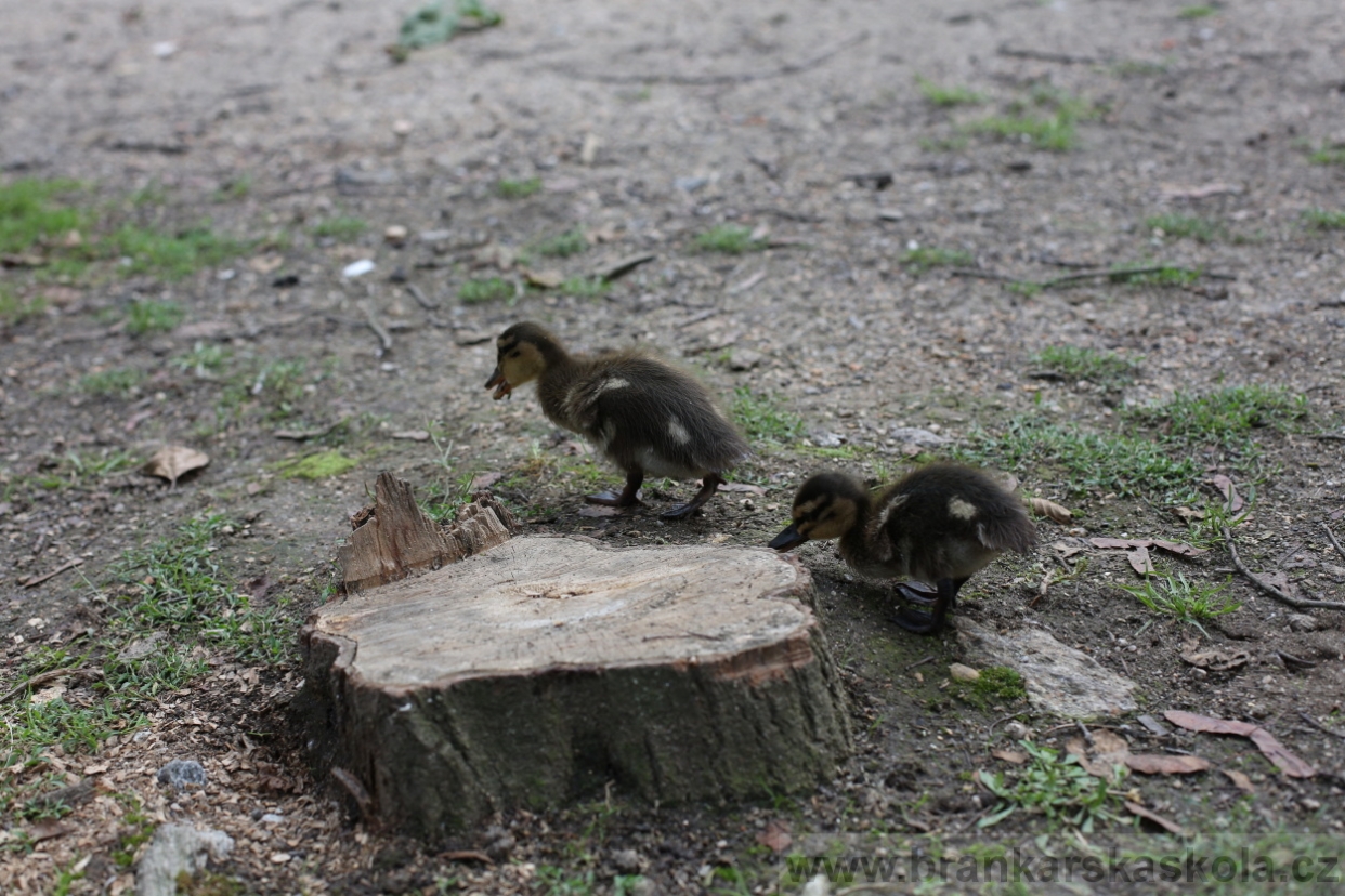 BFŠJCH - Léto 2017 - Středa 9.8.2017