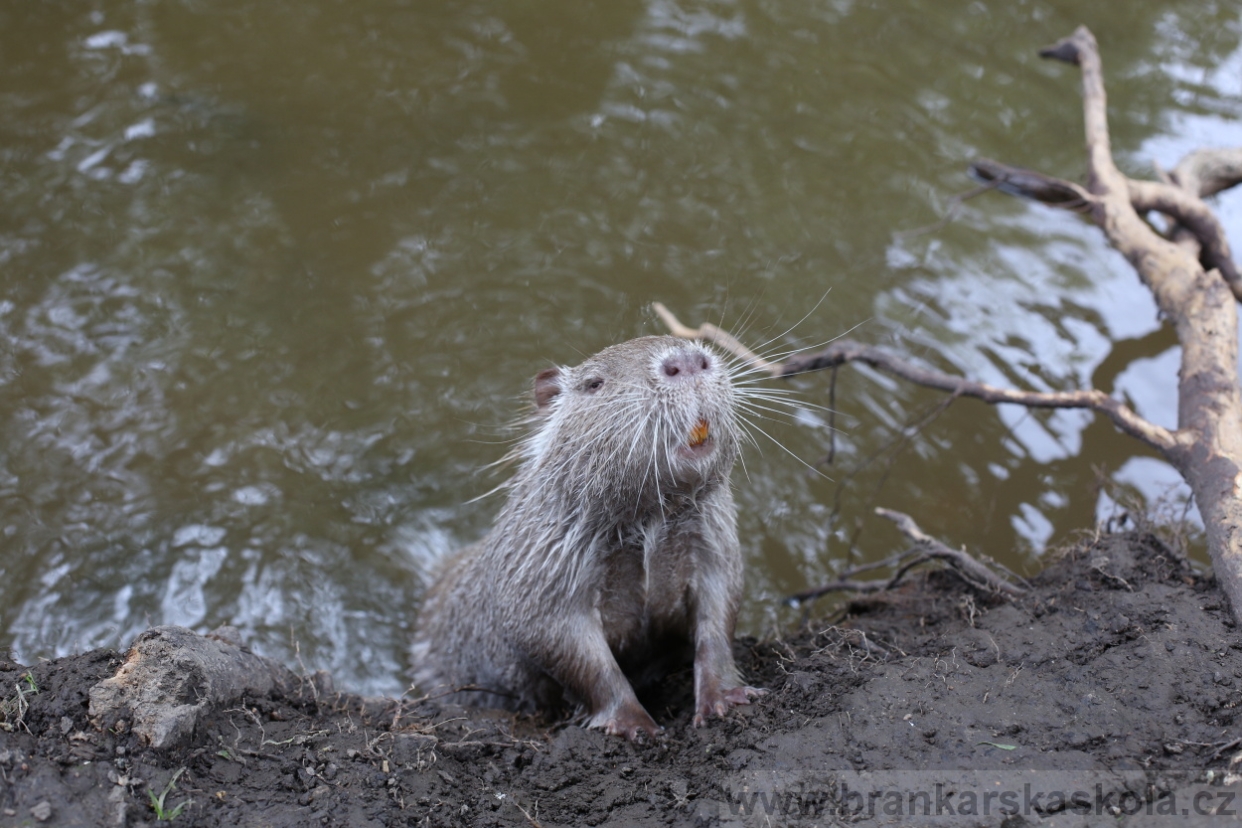 BFŠJCH - Léto 2018 - Sobota
