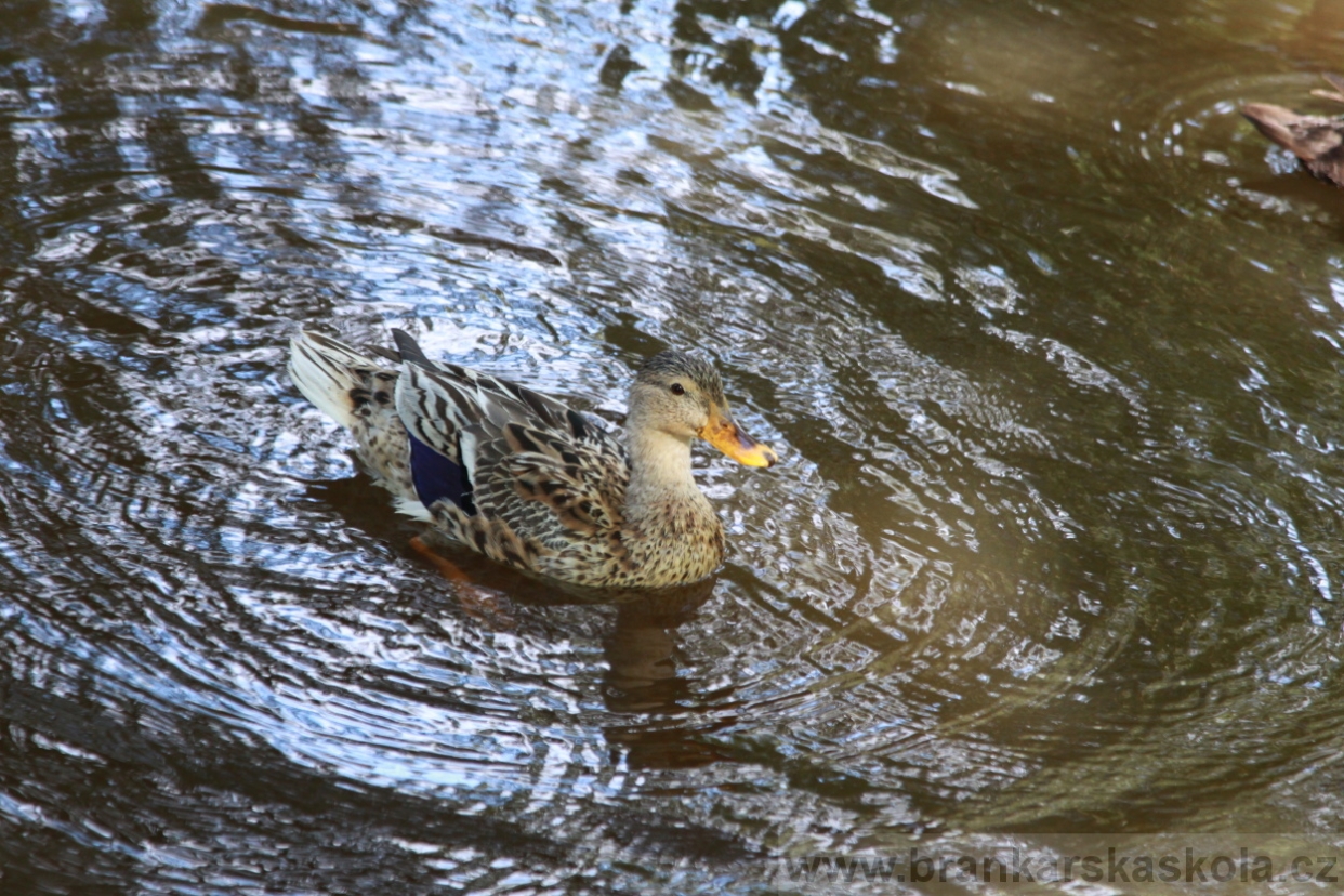 BFŠJCH - Léto 2018 - Sobota