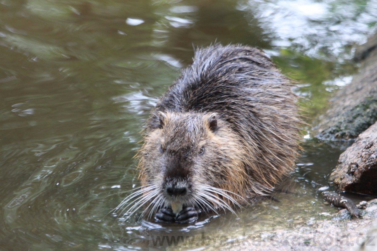 BFŠJCH - Léto 2019 - 7.8.2019