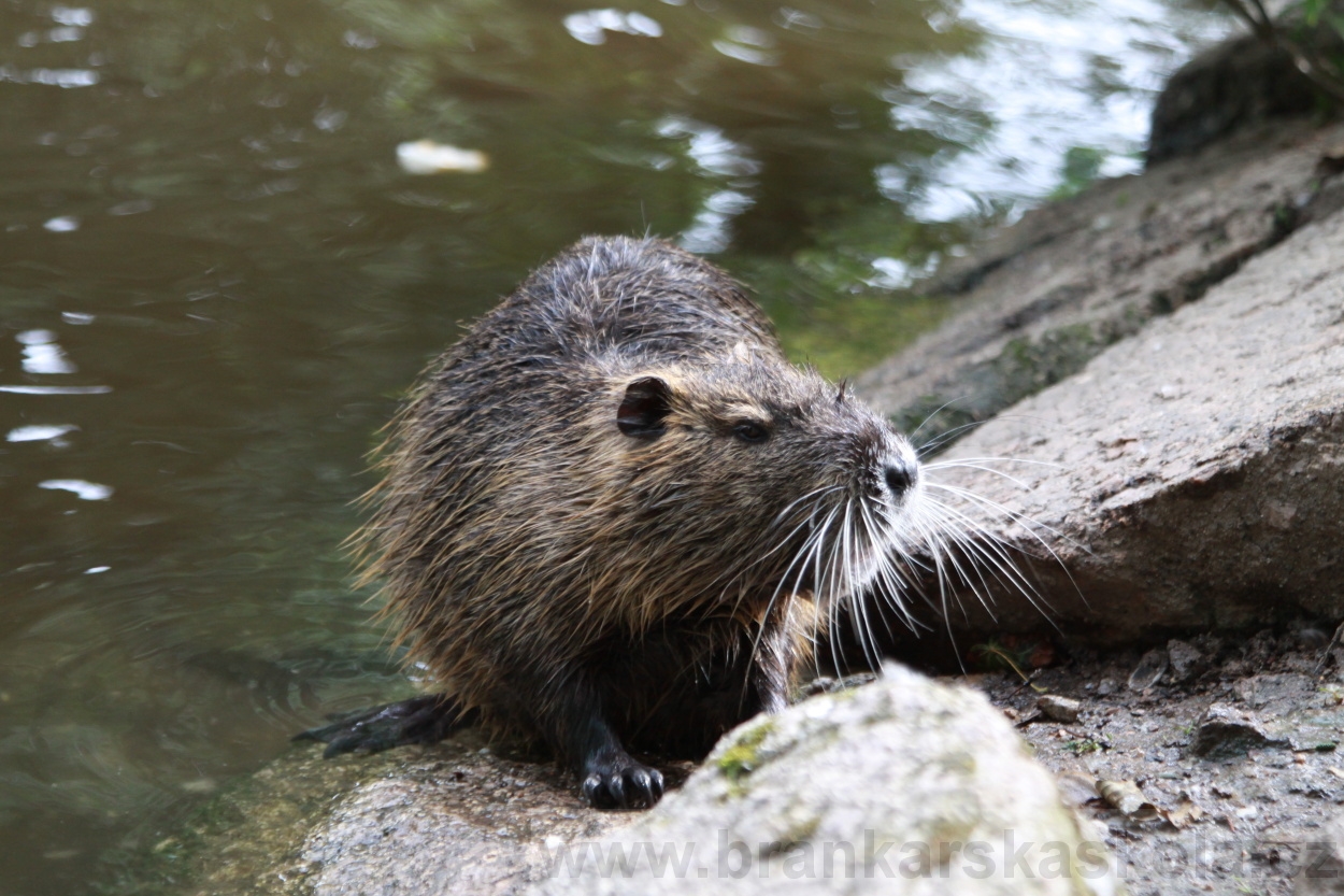 BFŠJCH - Léto 2019 - 7.8.2019