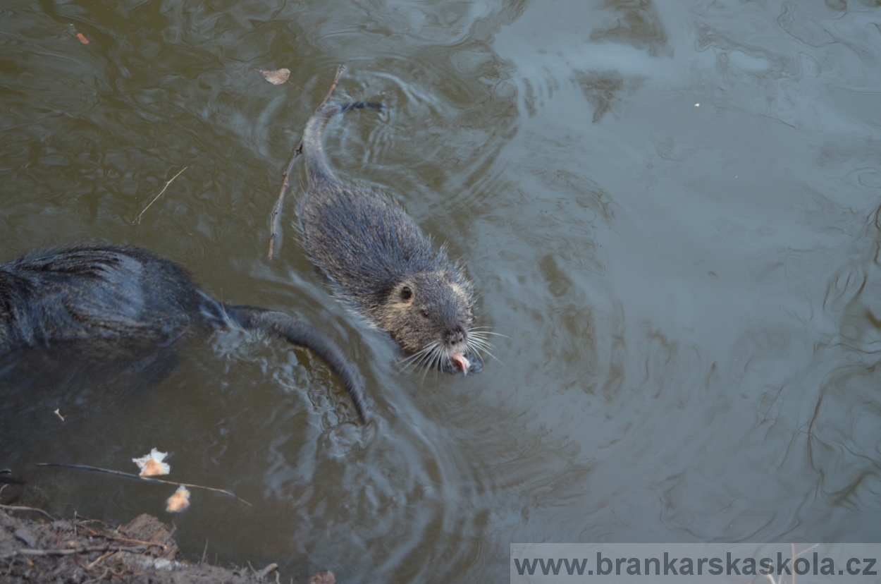 BFŠJCH - Zima 2016 - 10.2.2016