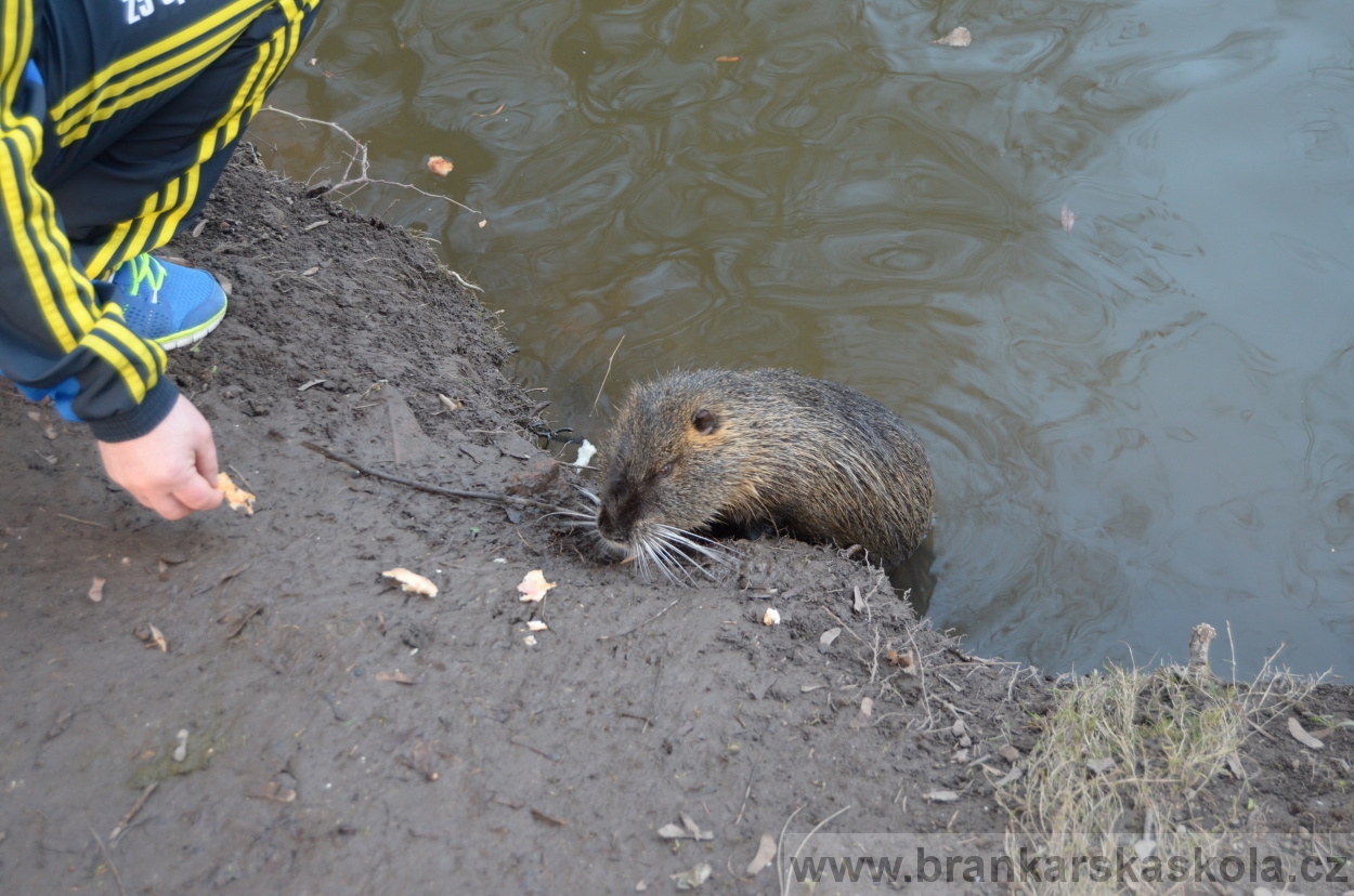 BFŠJCH - Zima 2016 - 11.2.2016